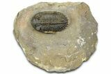 Detailed Hollardops Trilobite - Foum Zguid, Morocco #363115-3